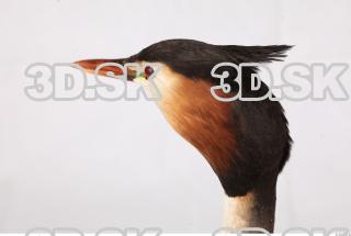 Bird head reference 0001